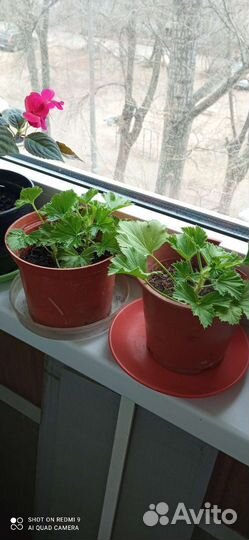 Бальзамин и королевская герань