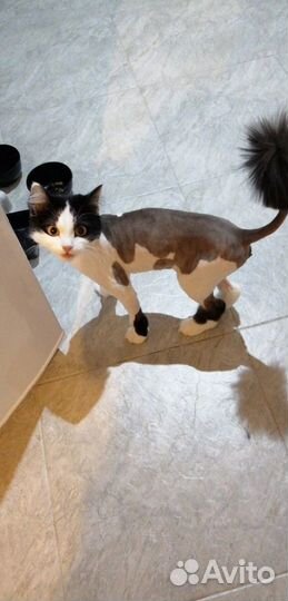 Подарите дом Муре