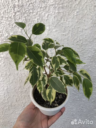 Фикус Бенджамина