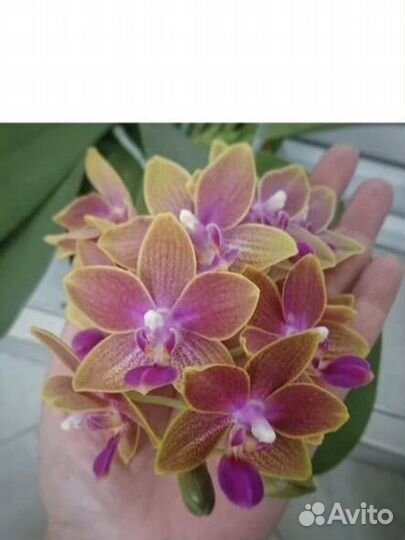 Орхидея фаленопсис