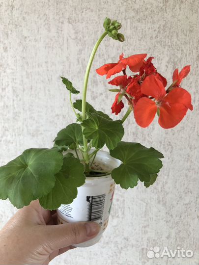 Пеларгония, герань