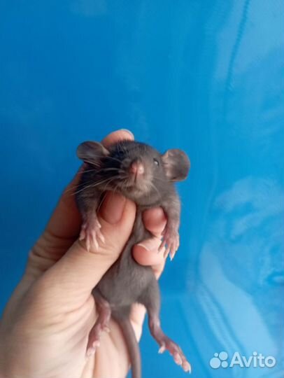 Крысята, крыса Дамбо, стандарт, Хаски и др