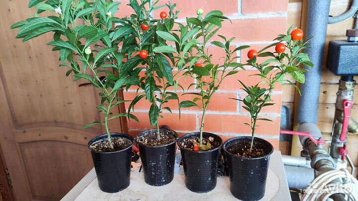 Соланум псевдокапсикум