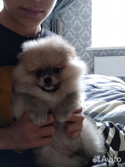 Померанский шпиц