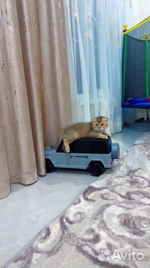 Кот золотая шиншилла