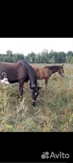 Кобылы продам