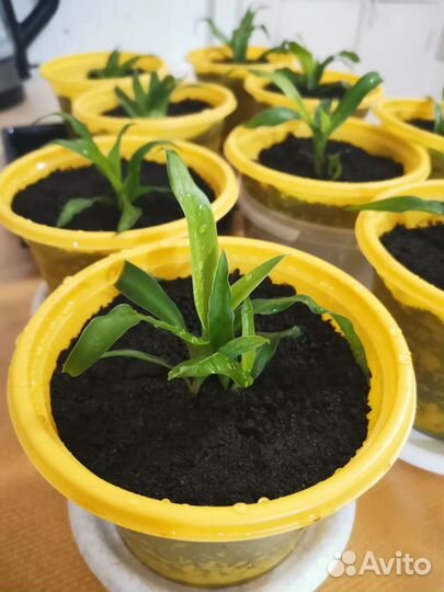 Хлорофитум