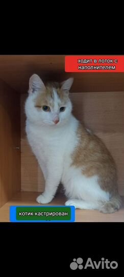Котик кастрирован ласковый