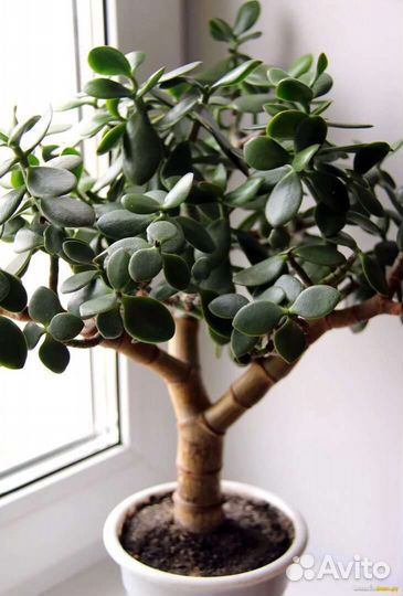 Денежное дерево