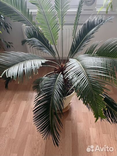 Цикас (Cycas revoluta)