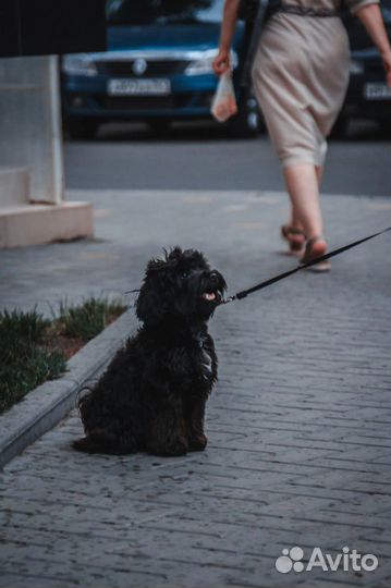 Мальтипу вязка