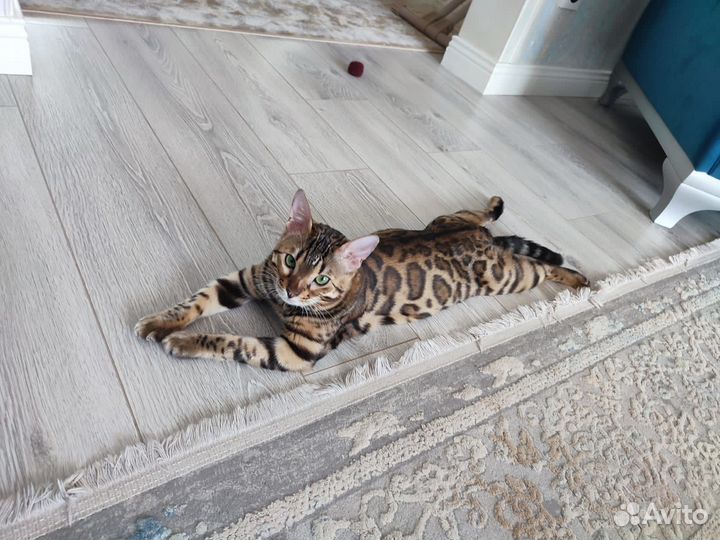Бенгальские котята