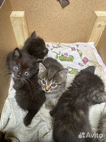 Отдам красивых котят
