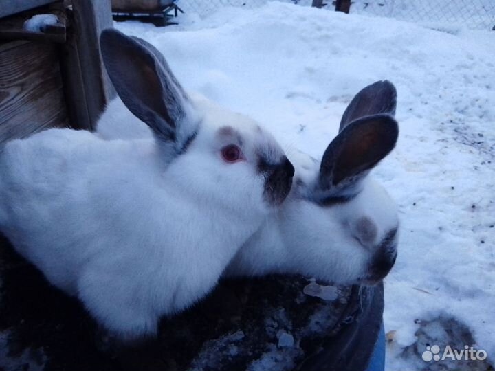 Калифорнийские кролики