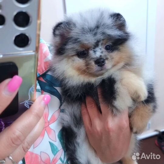 Эксклюзивчики