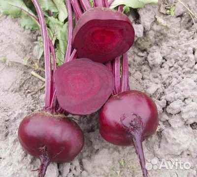Семена столовой свеклы Водан