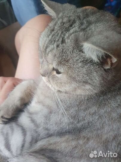 Британская кошка в добрые руки