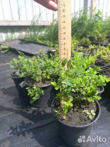 Спирея японская