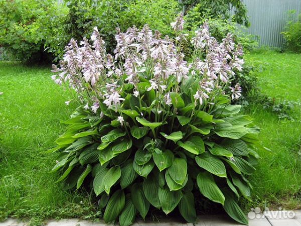 Хоста разная