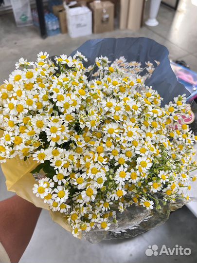Ромашки:Букеты на доставку