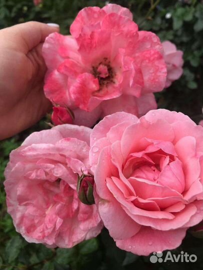 Саженцы роз