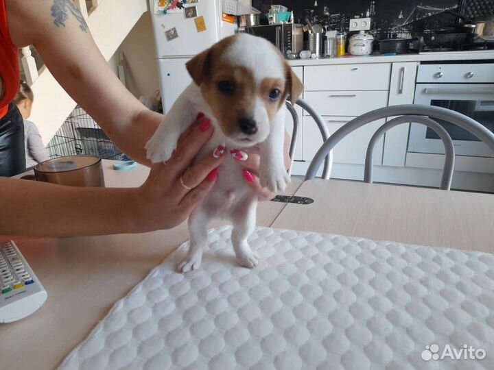 Щенки джек рассел