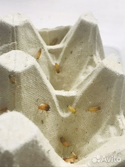 Тараканы туркменские