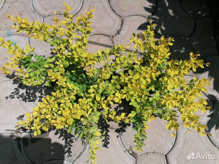 Голден горизонт