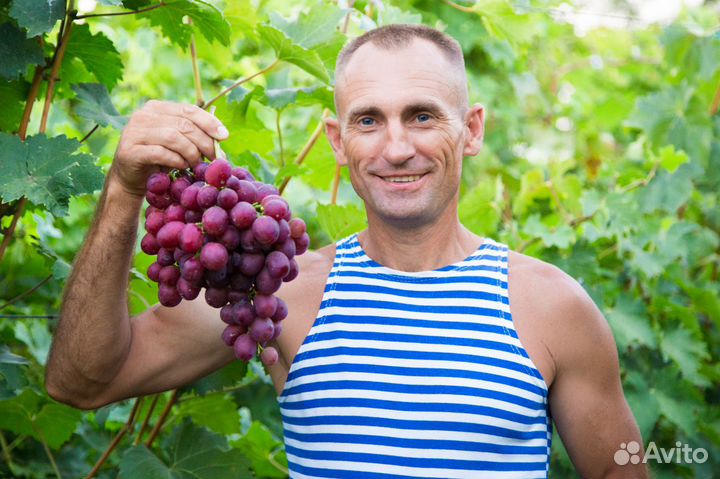 Саженцы винограда, черенки