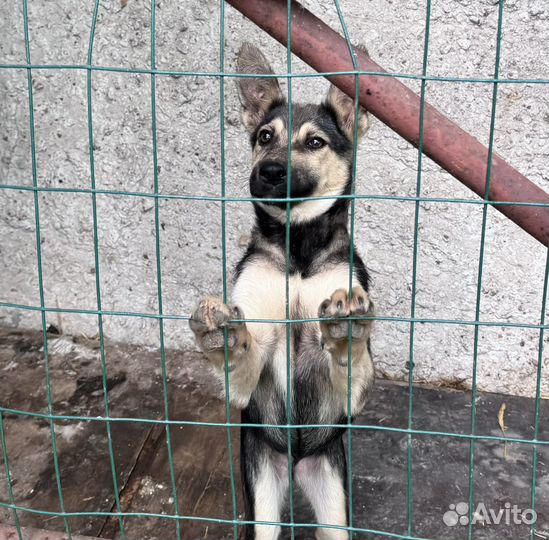 Щенки в добрые руки