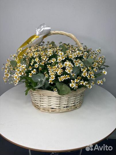 Ромашки Цветы Букет Москва мо