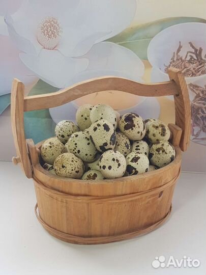 Перепела - яйца и мясо