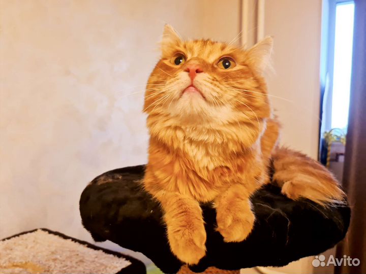 Бесподобный кот