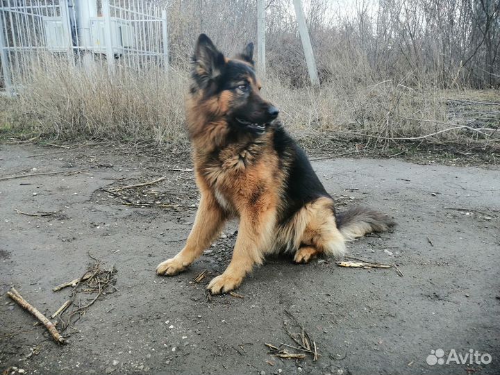 Вязка метис овчарки