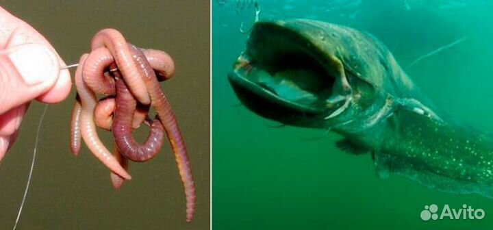 Черви Дендробена для серьезной рыбалки