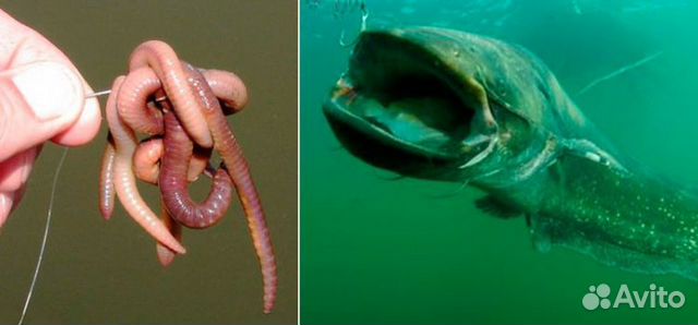Черви Дендробена для серьезной рыбалки