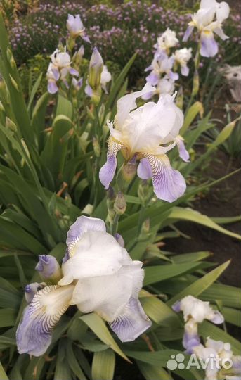 Ирисы в ассортименте