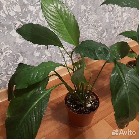 Спатифиллумы сортовые