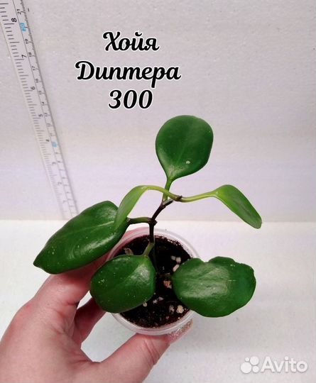 Хойя 1 Часть 1.06.24
