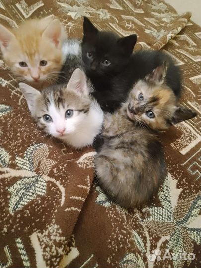 Котята в дар