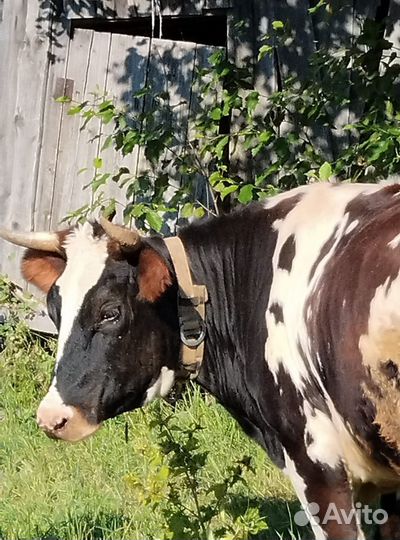 Коровы, телята