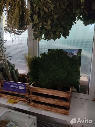 Пихтовые веники