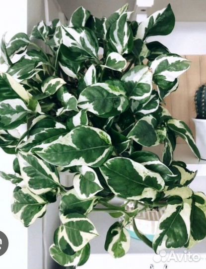 Сциндапсус золотистый и н-джой