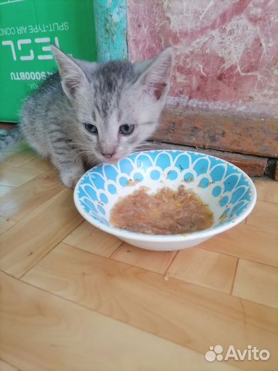 Котята в дар