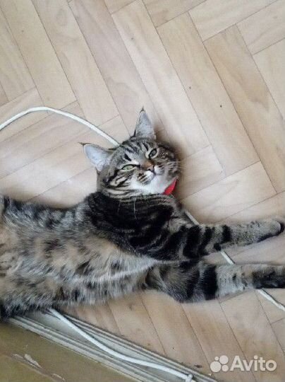Кошка 1 год 6 мес