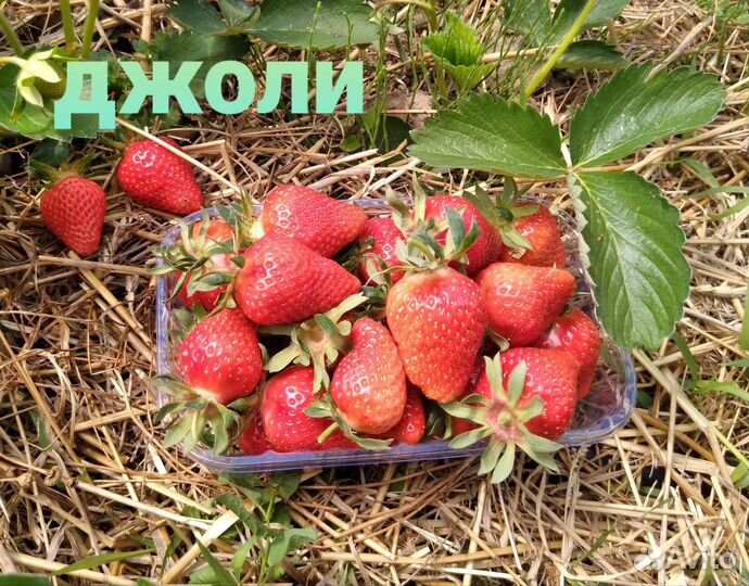 Рассада клубники