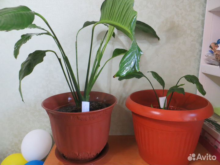 Продам спатифиллумы и др.комн.растения