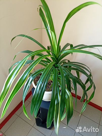 Пальма панданус