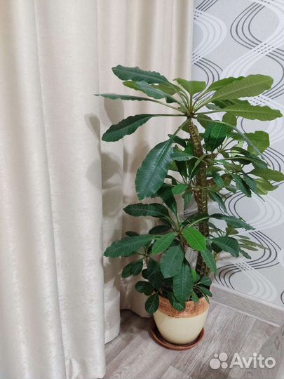 Молочай
