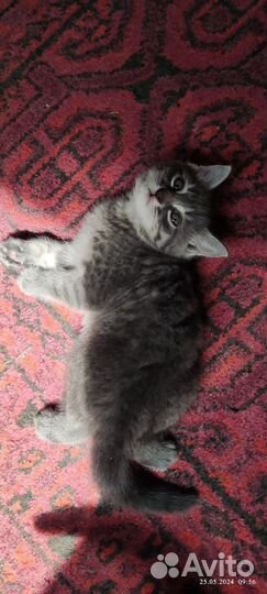 Отдам в дар котят